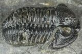 Detailed Gerastos Trilobite Fossil - Morocco #363949-3